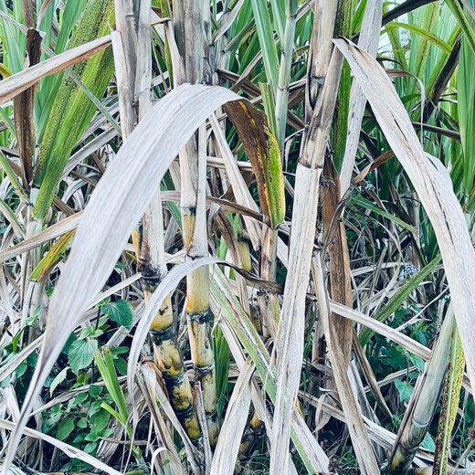 Jingyu Guangxi Golden Sugarcane Fresh Seedlings 5 Yellow Sugarcane Roots