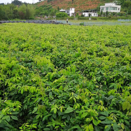 Qiuying September yellow sapling seeds, cow egg lump seedlings, August melon seedlings, five-leafed tree seedlings, wild golden bananas, September yellow seedlings, 2 large seedlings, 30-50cm