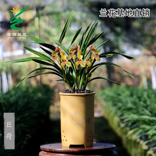 Wengyuan Orchid Authentic Spring Orchid Giant Lotus Old Species Winter Flowering Period Strong Fragrance Easy to Grow Indoor Desktop Flower Pots Giant Lotus 7 Seedlings Random Plastic Ancient Style Pots Good for Planting