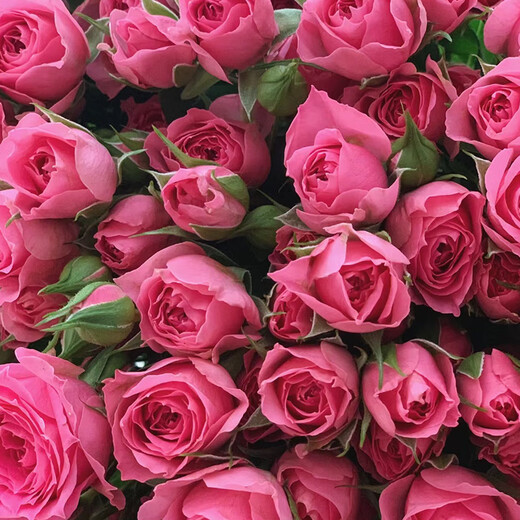 5 small and exquisite multi-headed roses in random colors