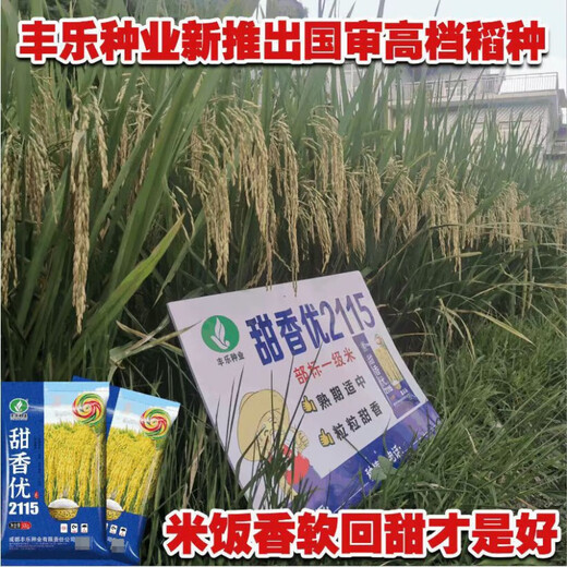 New species Tianxiangyou 2115 Zhuangxiangyou 1205 hybrid high-yield rice seed strong aroma type first-grade rice long-grain fragrant rice New date New species Tianxiangyou 2115 original x1 bag Total 1Jin Jin equals 0.5kg