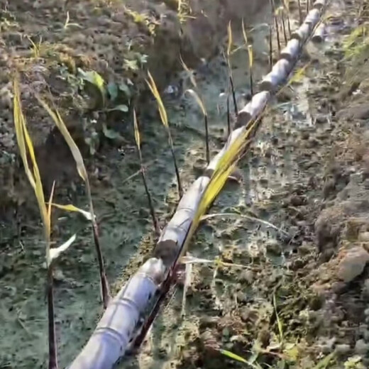 Authentic Guangxi black-skinned sugarcane seedlings, middle-section sugarcane seeds, sugarcane spores, full sugarcane tips, 100 black-skinned sugarcane seedlings