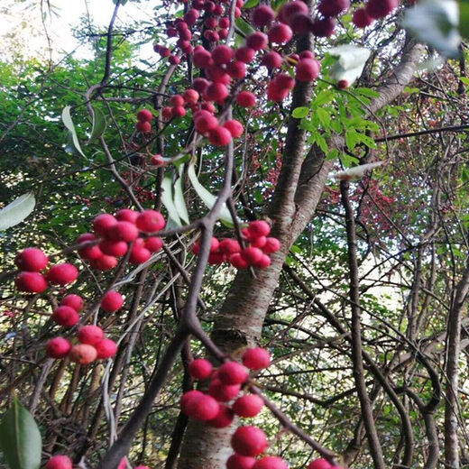 Sour Vine Seeds, also known as Sour Vine Climbing Shrubs, Perennial Vine Trees, Wild Fruit Seeds, Sour Vine Seeds 100 Tablets + Fertilizer