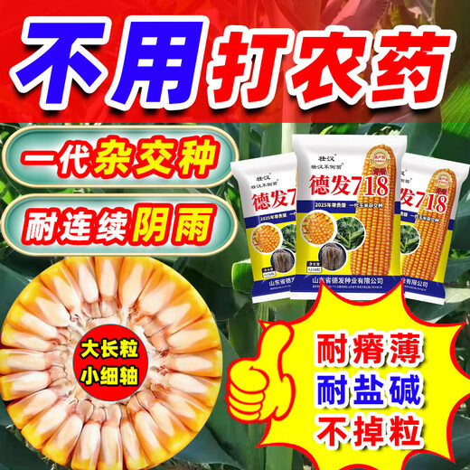 2025 New Corn Seed Collection, High Yield, Low Stem, Lodging Resistance, Academy of Agricultural Sciences, Disease Resistant Grain and Feed Dual-Purpose Bract Seeds, Defa 718 Original Factory