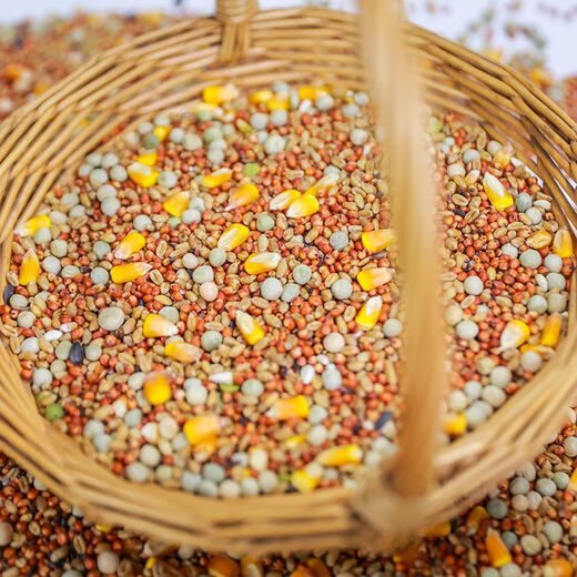 New pigeon food nutrition contains corn 10kg bird food homing pigeon white adult young pigeon ornamental pigeon corn-free pigeon food 5Jin Jin is equal to 0.5 kg