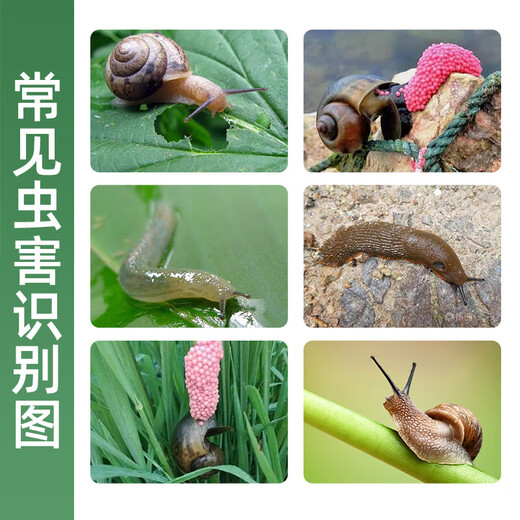 Sichuan Pesticide 40% metaldehyde snail insecticide special granules to kill slugs, slugs, molluscs 500g