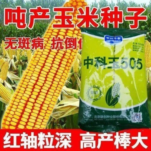 New species double national review original Zhongkeyu 505 corn seeds are resistant to lodging and insects. It is good to sow low-stem big stick seeds in spring and summer. New species original Zhongkeyu 505 4200 grains x1-pack