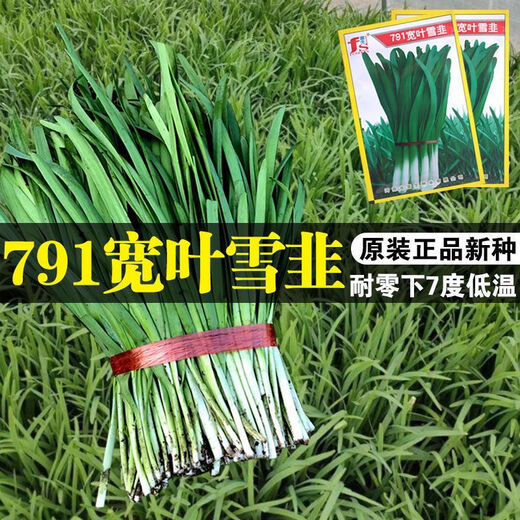 791雪韭王抗病速长香白根不休眠宽韭菜蔬菜种子阳台菜园四季种籽 719大叶韭菜种子 精品种子：1包(约500粒)