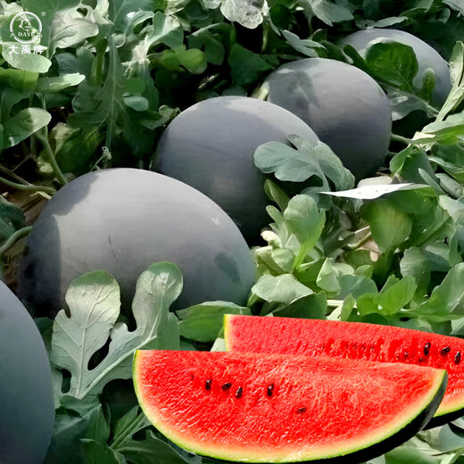 Dayu Lazy Man Watermelon Seed Seedlings Extra Large Suitable for Early Maturing Lazy People in the South 8424 Kirin Melon Meidu Seedless Fruits and Vegetables Black Watermelon Seeds 10 capsules 2 bags