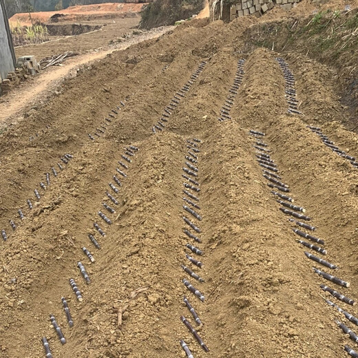 Authentic Guangxi black-skinned sugarcane seedlings, middle-section sugarcane seeds, sugarcane spores, full sugarcane tips, 100 black-skinned sugarcane seedlings