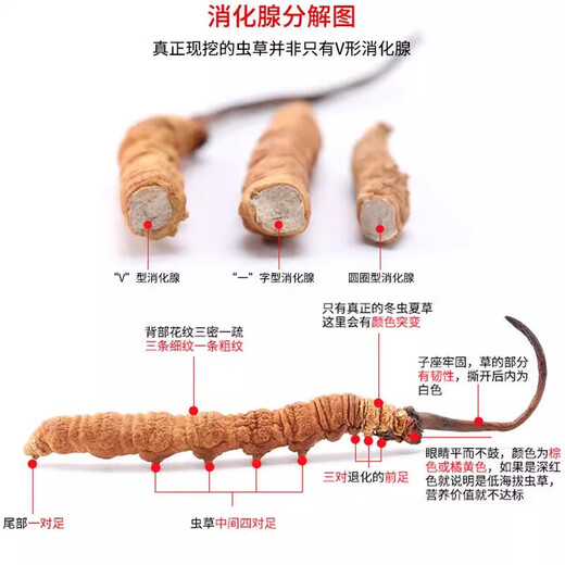 Cordyceps sinensis broken grass authentic cordyceps high altitude broken grass in Tibetan areas, fresh dried cordyceps large broken grass [authentic Tibetan areas high altitude] 11 grams of broken grass