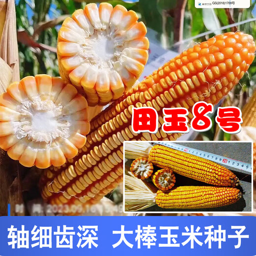 Семена кукурузы средней высоты Юньнань Тяньюй № 8, оригинальные аутентичные семена кукурузы с большой палкой и глубокими зубцами Тяньюй № 8, семена кукурузы 4 Цзинь Цзинь, равные 0,5 кг, 9 мешков, 2 кг/мешок