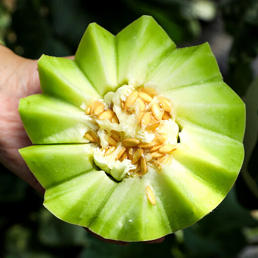 Dayu Jade Mushroom Melon Seeds White Skin Ice Cream Honey Sweet Melon Seeds Super Sweet Early Mature Xin Yugu F1 Melon Seeds 10 capsules
