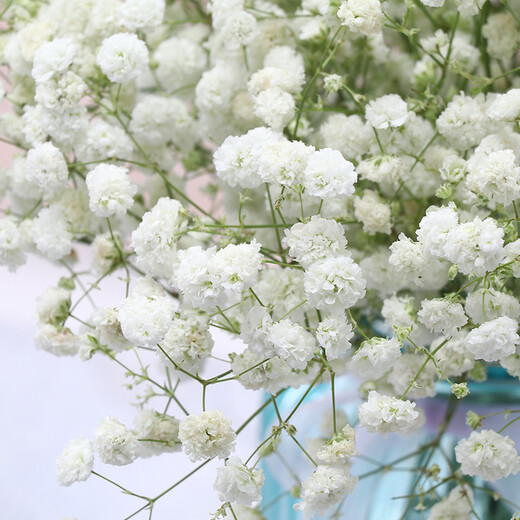 AIMAN dried baby's breath bouquet for home decoration, living room and bedroom decoration, flower arrangement, eternal freshness, birthday gift with vase, white + blue baby's breath, including newspaper + ribbon, dried flower bag