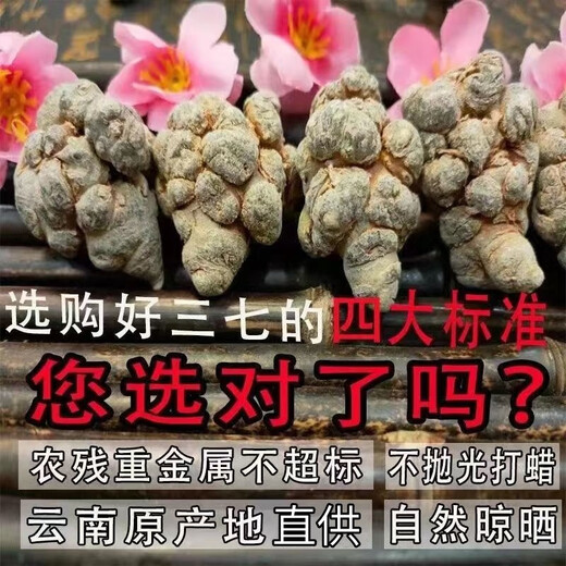 Jingqingyuan, Yunnan Wenshan Chun Sanqi Sélection, tête sanqi, extra classique authentique Tianqi, printemps 20 têtes, 30 têtes, 10 têtes [12 têtes, 500g] Sanqi Wang, pas de coupes, cheveux lisses, cheveux entiers (veuillez laisser un message si vous avez besoin de faire de la poudre et de trancher)