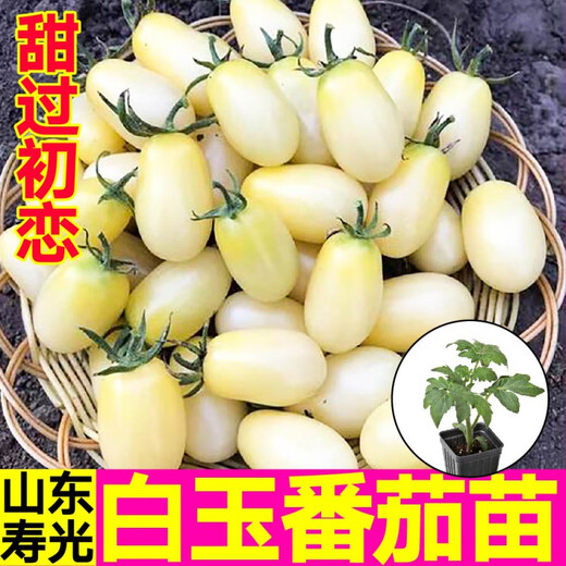Yimizhu Shouguang White Jade Tomato Seedlings Millennium Cherry Tomato Cherry Persimmon Seeds White Fei White Pearl Black Rose with Soil Ball White Jade Tomato Seedlings 10 + Free 2 + 1 Pack of Fertilizer