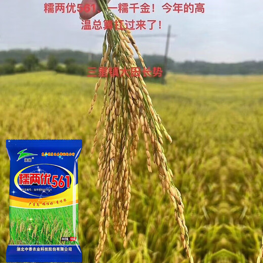 Nuoliangyou 561 hybrid glutinous rice seed has high yield, good waxiness and fragrance, medium-ripening and late-maturing indica type glutinous rice. Nuoliangyou 561 rice seed 5 bags*100g (1 Jin Jin is equal to 0.5 kg)