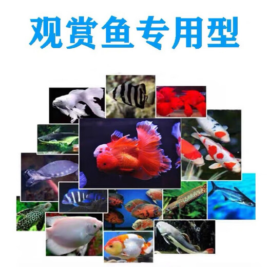 Tongwei Tongwei 9900 Kaikoule 48 Fry Fry Fry Special Special-Grain Orchid Guppies alimentation 1,0 granules 48 Matériau flottant de 500 g riches en protéines