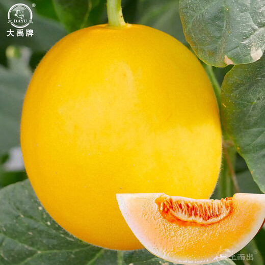 Dayu White Melon Seed Collection Cantaloupe Seedlings Seedlings Seedlings Baishami North and South Fruit Balcony Planting Spring Elizabeth Melon Seeds 30 capsules early maturing