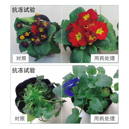 Guoguang Kangxiu Power S inducer plant fruit tree rose antifreeze liquid antifreeze anti-cold and drought-resistant winter regulator 1000ml