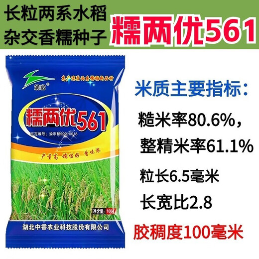 Nuoliangyou 561 hybrid glutinous rice seed has high yield, good waxiness and fragrance, medium-ripening and late-maturing indica type glutinous rice. Nuoliangyou 561 rice seed 5 bags*100g (1 Jin Jin is equal to 0.5 kg)
