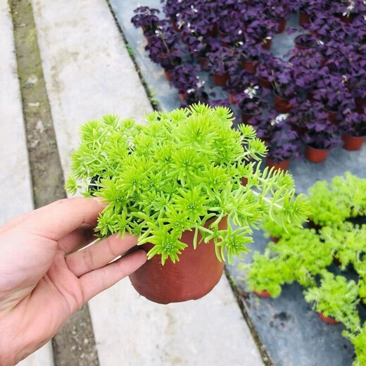 Lazy golden Buddha's grass courtyard perennial lawn turf gold indoor garden cold-resistant ground cover seedlings Golden Buddha's grass pot (11 cm diameter)