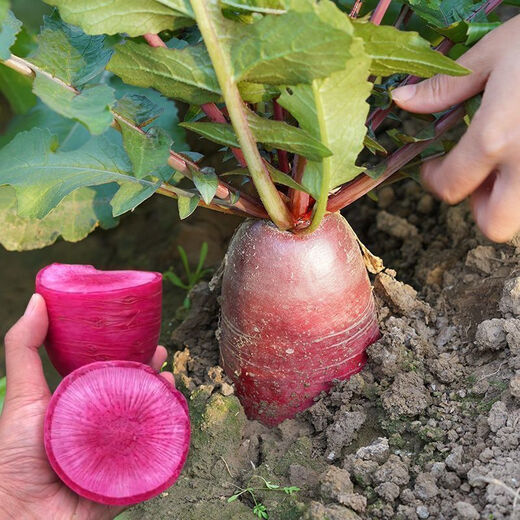 3341 pieces in 30 days, raw pineapple fruit radish seeds, purple beauty radish, rouge radish seeds, summer four, premium original, 200 capsules, two packs, fruit-type pineapple radish seeds (new this year)