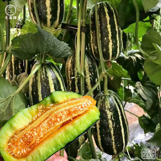 Dayu Boyang No. 9 melon seed seedlings, honeydew melon, eight-mile crispy melon seeds, old varieties, Boyang series Xiangyang No. 9 melon seeds, 20 capsules, 2 bags