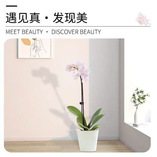 Phalaenopsis Support Support Stroder Моделирование стойка