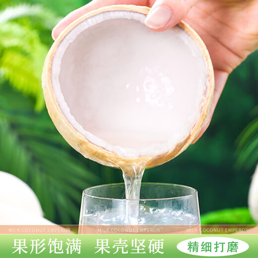 Jingdida Thailand Kokosnusskönnnetzinhalte 10.8 Jin [Jin ist gleich 0,5 kg] Single Fruit 680 g frische Kokosnuss Frische Früchte direkt von der Quelle