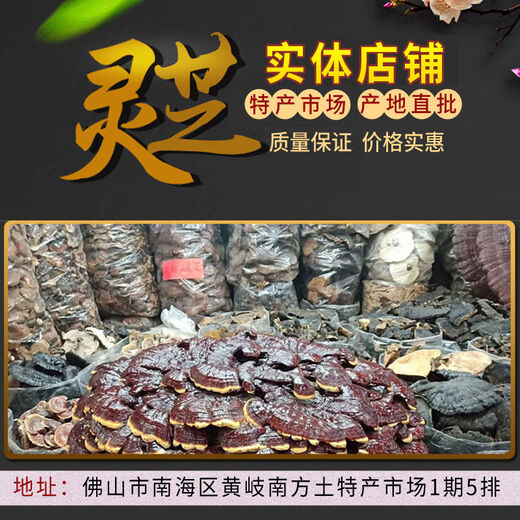 Fat Donglai's same style wild Ganoderma pure natural purple Ganoderma wild L raw mountain natural non-bitter pruned branch with spore powder 500 grams Ganoderma 10-16 pcs