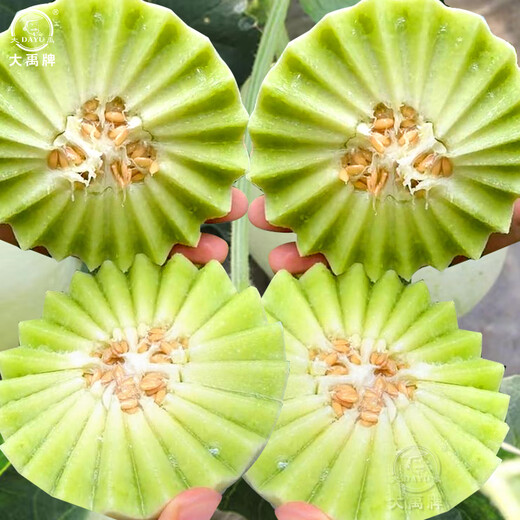 Dayu Jade Mushroom Melon Seeds White Skin Ice Cream Honey Sweet Melon Seeds Super Sweet Early Mature Xin Yugu F1 Melon Seeds 10 capsules
