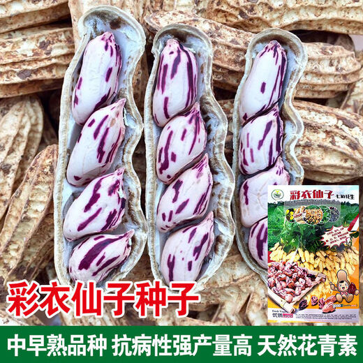 Miao Chongchong New Arrival Colorful Peanut Seeds Vegetable Seeds Old Variety Flower Skin Purple Flower Caiyi Fairy Colorful Peanut 40g X1 Bag