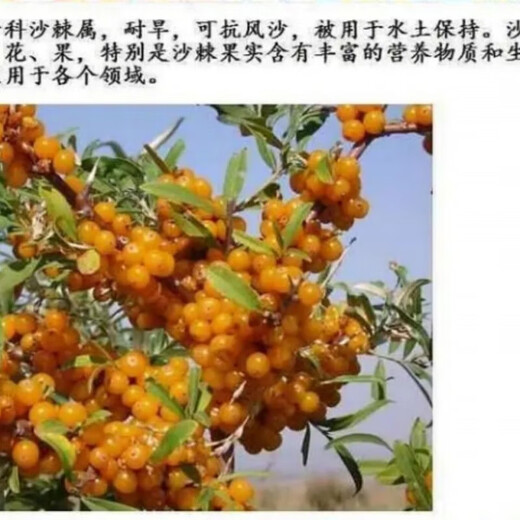 【1278人收藏】沙棘营养丰富沙棘树水果树种籽耐寒耐旱果树多年生 沙棘种子1包100粒