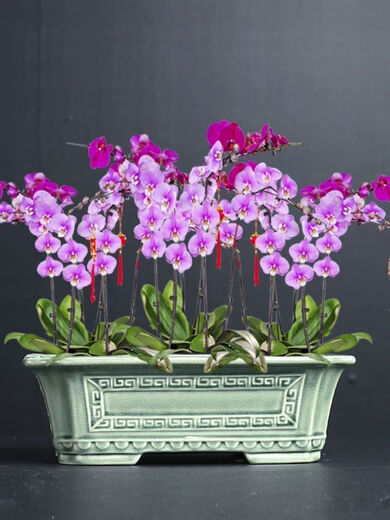Chenjing cerámica china rectangular paisaje rectangular macizo Phalaenopsis planta verde de pila vieja maceta de marco de oro grande ramas flotantes de mármol yn 1424 frijoles verde +c25 pc cerámica [con agujeros]