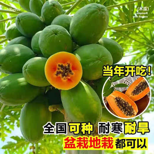 Yimizhu Four Seasons Papaya Fruit Tree Fruit Seedlings Rock Sugar Red Heart Fruit Papaya Extra Large Seedlings Fruit Trees Potted Planting in the North and South Courtyard Rock Sugar Fruit Papaya 1 Sweet and Soft Glutinous Year