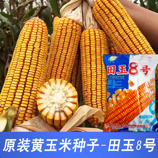 Семена кукурузы средней высоты Юньнань Тяньюй № 8, оригинальные аутентичные семена кукурузы с большой палкой и глубокими зубцами Тяньюй № 8, семена кукурузы 4 Цзинь Цзинь, равные 0,5 кг, 9 мешков, 2 кг/мешок