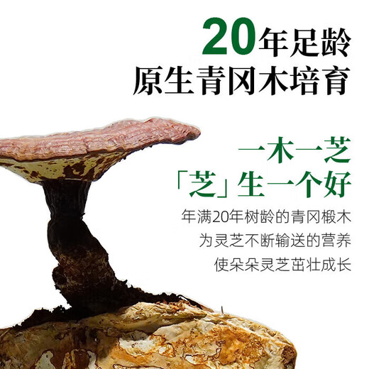 华弘草芝堂破壁灵芝孢子粉S级礼盒天然高含量有机蓝帽认证增强免疫力20袋/盒 三盒装