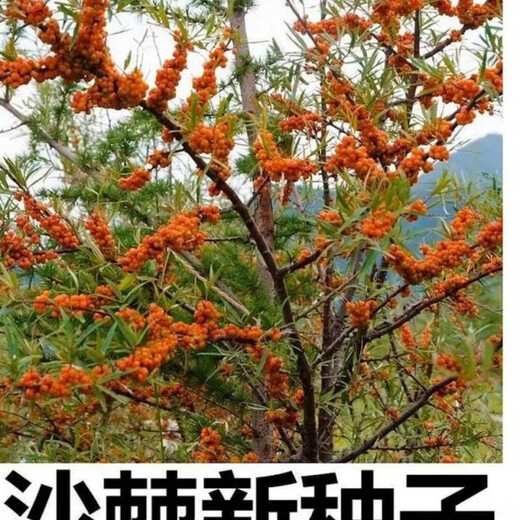 【1278人收藏】沙棘营养丰富沙棘树水果树种籽耐寒耐旱果树多年生 沙棘种子1包100粒