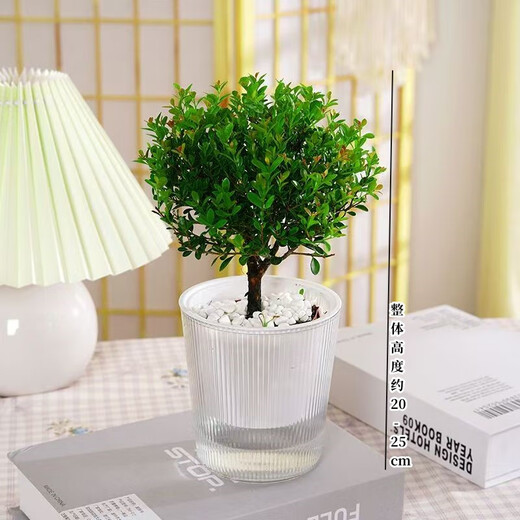 Taixisi small-leaf red nan green plant potted hydroponic plants are easy to grow living room green plant ornaments + Guangtide water-absorbing basin, straight from the source