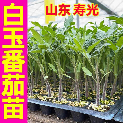 Yimizhu Shouguang White Jade Tomato Seedlings Millennium Cherry Tomato Cherry Persimmon Seeds White Fei White Pearl Black Rose with Soil Ball White Jade Tomato Seedlings 10 + Free 2 + 1 Pack of Fertilizer