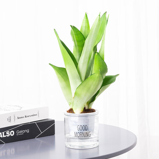 Phnom Penh tiger orchid new house office succulent flowers white jade tiger orchid long-legged tiger orchid green plant potted plant 3 Phnom Penh tiger orchid + 1 gallon pot with bottom tray