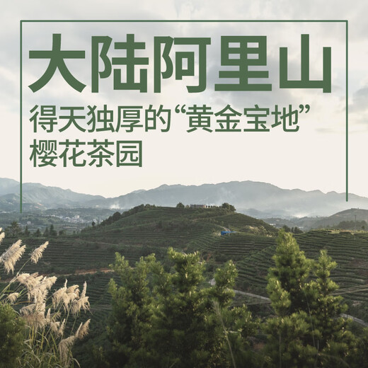 修哲乌龙茶台湾高山御守乌龙花果香200g礼盒装茶叶无农残送礼可冷泡