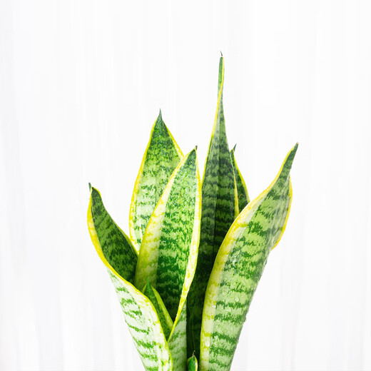 Phnom Penh tiger orchid new house office succulent flowers white jade tiger orchid long-legged tiger orchid green plant potted plant 3 Phnom Penh tiger orchid + 1 gallon pot with bottom tray