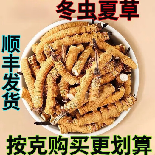 西那藏曲大断草虫草冬虫夏草断草高海拔虫草干货断草自用实惠装 西藏那曲精品大断草5克