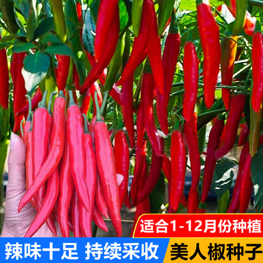 Spicy Spicy Pepper Seeds, Golden Spicy Green Peppers, Pig Intestine Pepper Seeds, Potted Vegetable Seeds for Garden Fields and Balconies, New Beauty Peppers, Hot and Touching, Approximately 900 capsules, 3 packs