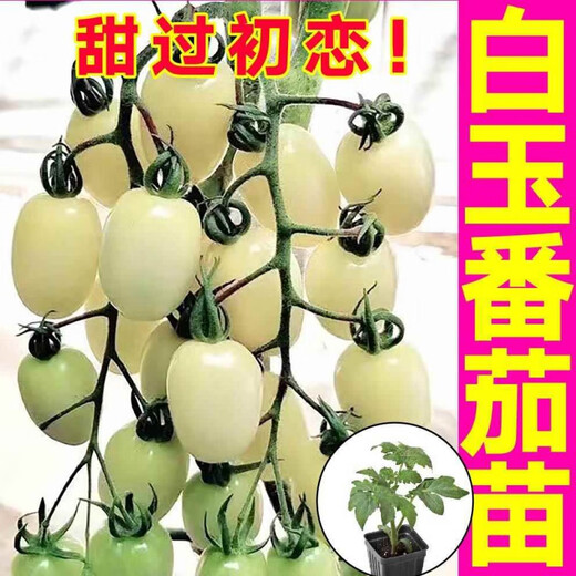 Yimizhu Shouguang White Jade Tomato Seedlings Millennium Cherry Tomato Cherry Persimmon Seeds White Fei White Pearl Black Rose with Soil Ball White Jade Tomato Seedlings 10 + Free 2 + 1 Pack of Fertilizer