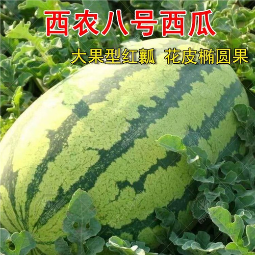 Xiangbin resistant to heavy cropping Xinong No. 8 watermelon seeds extra large lazy unicorn super sweet high yield giant watermelon fruit seeds Xinong No. 8 watermelon seeds 5g original