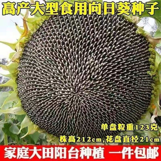 Large edible sunflower seeds, melon seeds, large, plump sunflower seeds, edible sunflower seeds, original 3 packs, about 78 seeds