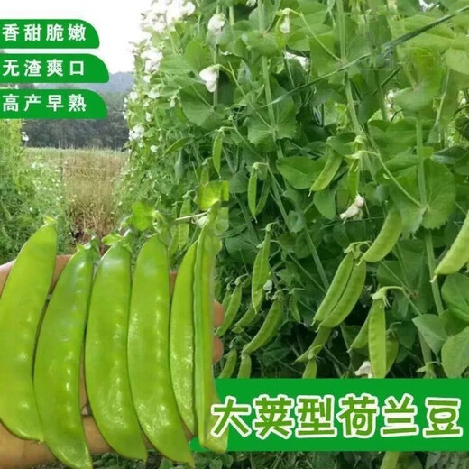 甜脆荷兰豆种子菜豌豆双花双夹耐寒农家自种秋冬季豆角菜种子 荷 荷兰豆种子[今年新种 #9898颗颗新种子--300粒